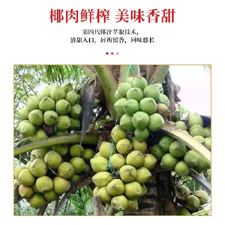 銀樹鮮榨系列濃郁口感椰子汁加濃口味椰汁椰奶5罐試喝裝廠家合作